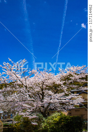 【京都風景】哲学の道 桜並木が続く美しい光景 【京都風景】哲学の道 桜並木が続く美しい光景 117114462