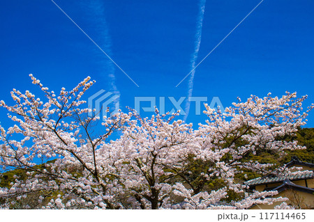 【京都風景】哲学の道 桜並木が続く美しい光景 【京都風景】哲学の道 桜並木が続く美しい光景 117114465