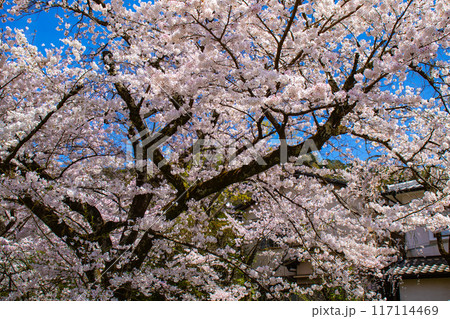 【京都風景】哲学の道 桜並木が続く美しい光景 【京都風景】哲学の道 桜並木が続く美しい光景 117114469