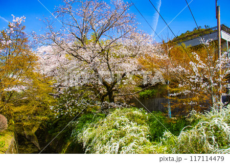 【京都風景】哲学の道 桜並木が続く美しい光景 【京都風景】哲学の道 桜並木が続く美しい光景 117114479
