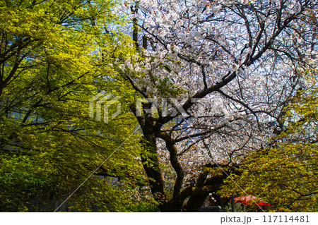 【京都風景】哲学の道 桜並木が続く美しい光景 【京都風景】哲学の道 桜並木が続く美しい光景 117114481