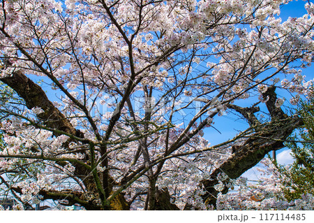 【京都風景】哲学の道 桜並木が続く美しい光景 【京都風景】哲学の道 桜並木が続く美しい光景 117114485