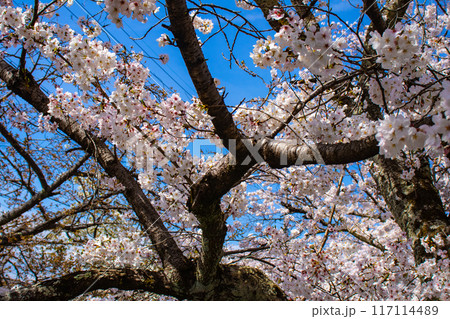 【京都風景】哲学の道　桜並木が続く美しい光景 117114489