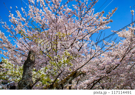【京都風景】哲学の道　桜並木が続く美しい光景 117114491