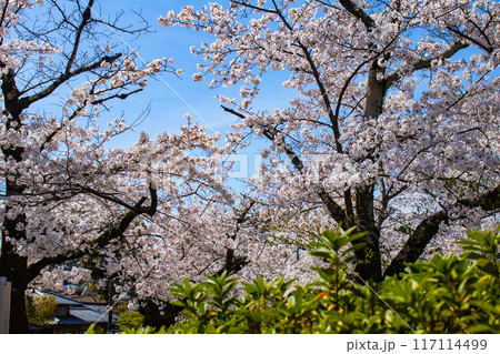 【京都風景】哲学の道 桜並木が続く美しい光景 【京都風景】哲学の道 桜並木が続く美しい光景 117114499