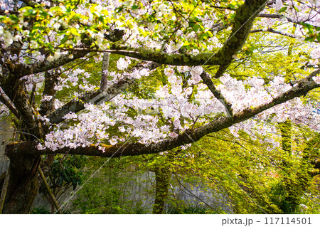 【京都風景】哲学の道 桜並木が続く美しい光景 【京都風景】哲学の道 桜並木が続く美しい光景 117114501