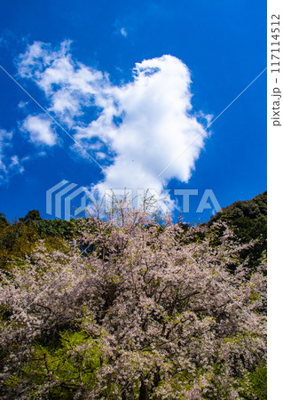【京都風景】哲学の道　桜並木が続く美しい光景 117114512