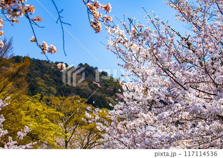 【京都風景】哲学の道　桜並木が続く美しい光景 117114536