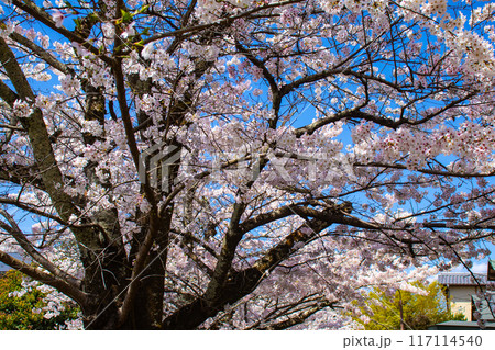 【京都風景】哲学の道 桜並木が続く美しい光景 【京都風景】哲学の道 桜並木が続く美しい光景 117114540