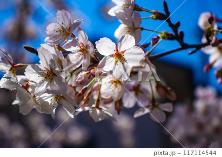 【京都風景】哲学の道 桜並木が続く美しい光景 【京都風景】哲学の道 桜並木が続く美しい光景 117114544