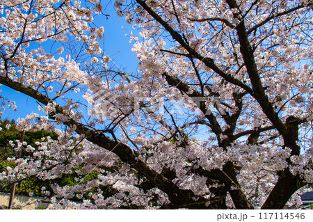 【京都風景】哲学の道　桜並木が続く美しい光景 117114546