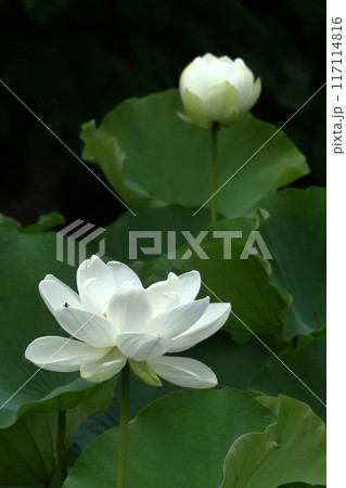 朝の蓮の花模様 117114816