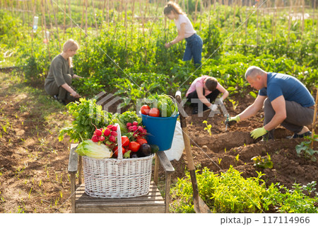 Basket with vegetable harvest, family gardening concept 117114966