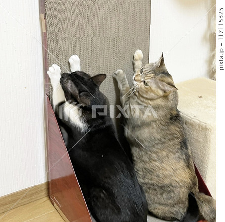 一緒に爪をとぐ白黒猫と茶キジ猫 117115325