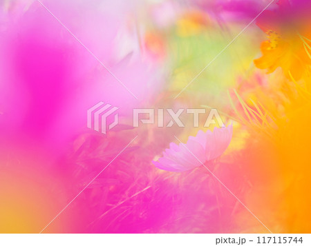 カラフルなコスモス畑 117115744