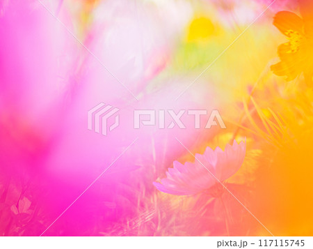 カラフルなコスモス畑 117115745