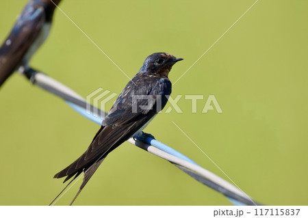ツバメ / swallow Japan 117115837