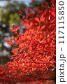 真っ赤な紅葉 117115850