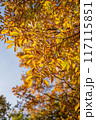 黄色の紅葉 117115851