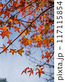 紅葉と青空 117115854