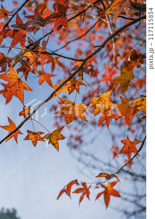 紅葉と青空 紅葉と青空 117115854