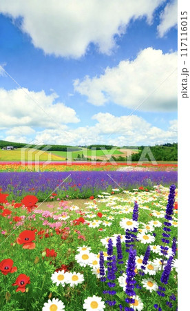 広大な花畑 117116015