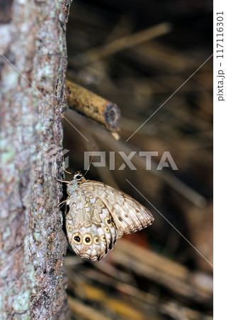 夏の暗い森のクヌギの幹にサトキマダヒカゲ蝶自然光＋ストロボ、マクロ接写撮影） 117116301