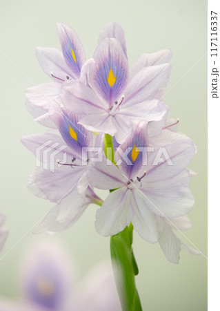 ホテイアオイの花 117116337