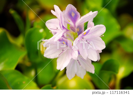 ホテイアオイの花 117116341