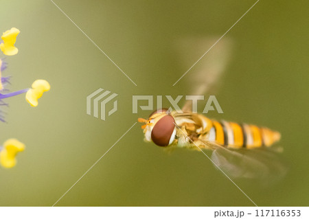 飛んでいるホソヒラタアブ 飛んでいるホソヒラタアブ 117116353