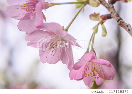 美しい桜の花びら 117116375