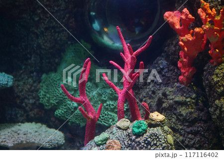 A Vibrant Underwater Coral Scene Featuring Beautiful and Colorful Structures Below the Waves A Vibrant Underwater Coral Scene Featuring Beautiful and Colorful Structures Below the Waves 117116402