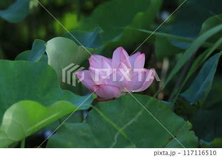 朝方の蓮 開花模様 朝方の蓮 開花模様 117116510