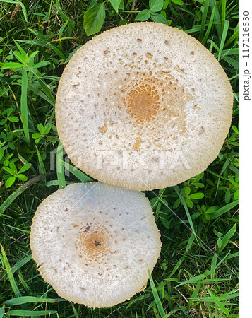 オオシロカラカサタケ 117116530