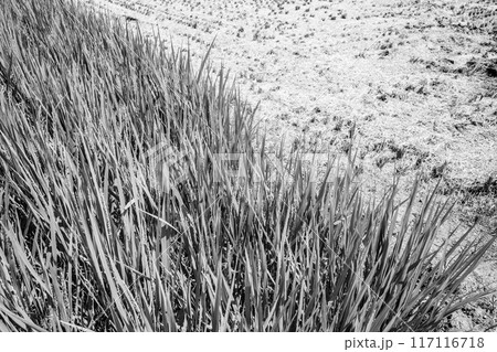 刈入れ後の早場米と生育中の夏の水田 b-3 モノクロ 刈入れ後の早場米と生育中の夏の水田 b-3 モノクロ 117116718
