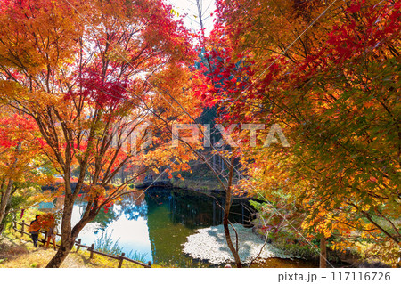 せせらぎ渓谷 (11月 紅葉) せせらぎ渓谷 (11月 紅葉) 117116726