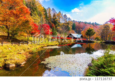せせらぎ渓谷 (11月 紅葉) せせらぎ渓谷 (11月 紅葉) 117116737
