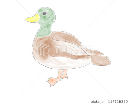 水彩マガモ 117116830