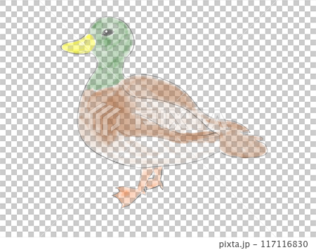 水彩マガモ 117116830