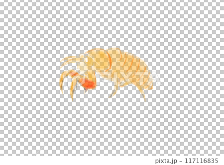 蟬幼蟲 117116835