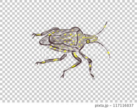 カメムシ カメムシ 117116837