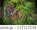 寝そべるトラ 117117238