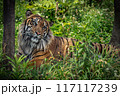 寝そべるトラ 117117239