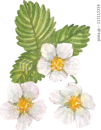 Strawberry dessert with food and drink watercolor png icon Strawberry dessert with food and drink watercolor png icon 117117254