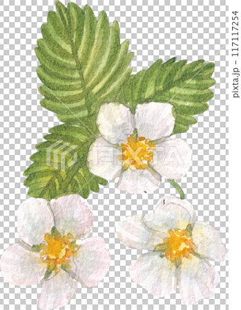 Strawberry dessert with food and drink watercolor png icon Strawberry dessert with food and drink watercolor png icon 117117254