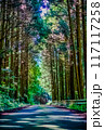 神秘的な森 117117258