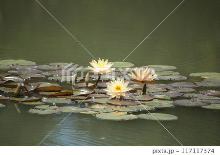 スイレンが咲く池② 117117374