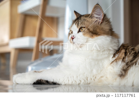 Portrait of young crossbreed Persian cat. A mixed breed cat is a cross between cats of two different breeds or a purebred cat and a domestic cat. Portrait of young crossbreed Persian cat. A mixed breed cat is a cross between cats of two different breeds or a purebred cat and a domestic cat. 117117761