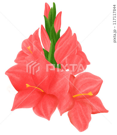 Red Gladiolus  is one of the birth flowers for August 117117844