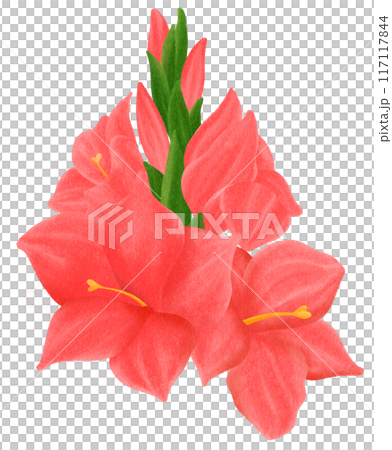 Red Gladiolus  is one of the birth flowers for August 117117844